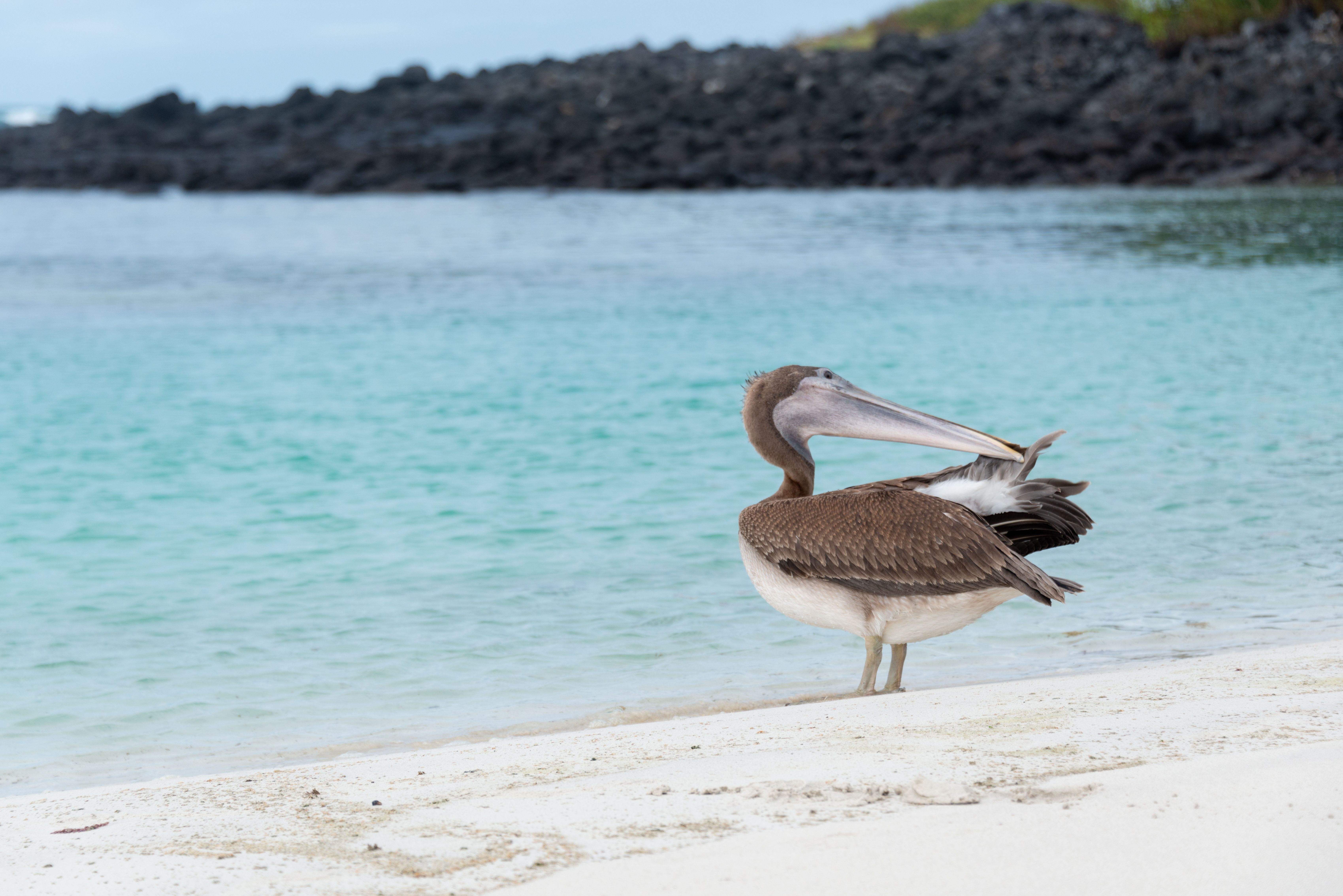 Dramatic volcanic islands and unique wildlife of the Galápagos